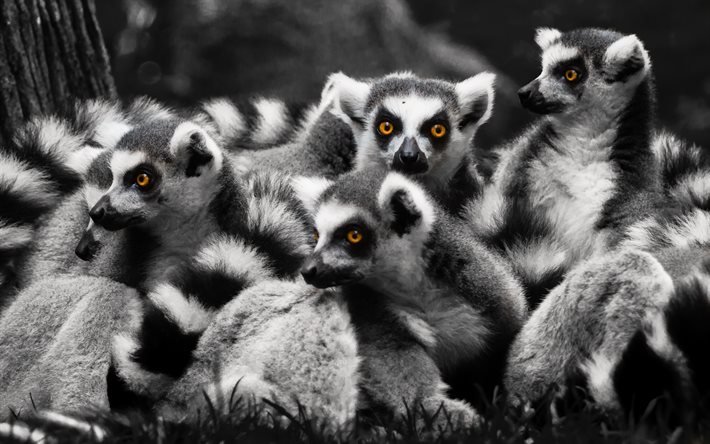 Lemurer, familj, vilda djur, svartvitt