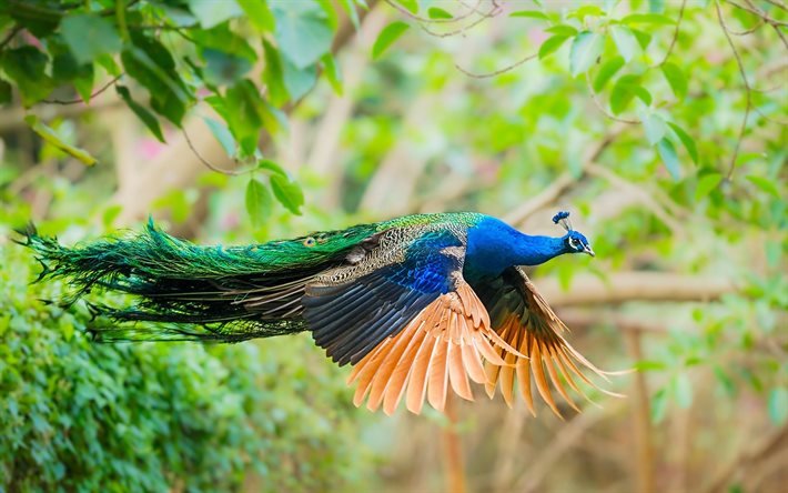 peacock, birds, flight, wildlife