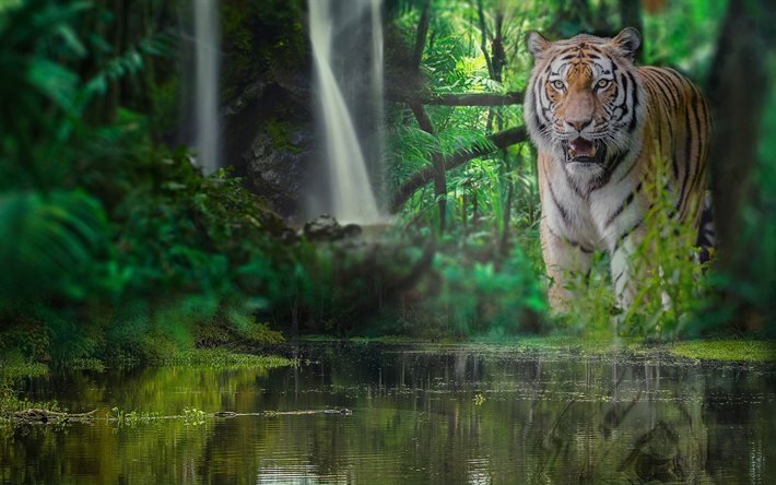 Tiger, wildlife, predator, jungle, river, forest