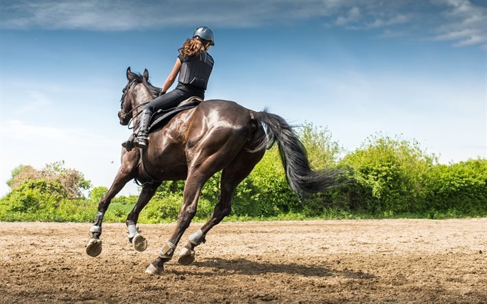 Cavalo, Concorr&#234;ncia, Equestre, Executando, Andar, Esportes Equestres