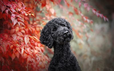 Barboncino nero, autunno, ricci cane, un Barboncino, animali domestici, cani, divertente, cane, Cane Barboncino