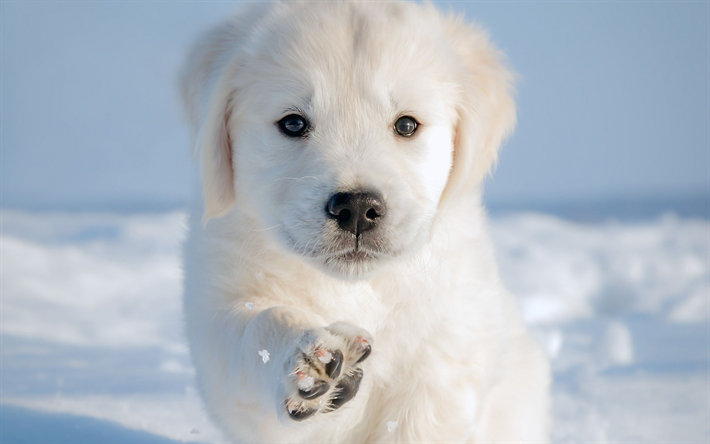 Labradorinnoutaja, pieni valkoinen pentu, s&#246;p&#246;j&#228; el&#228;imi&#228;, pennut, pikku koirat, lemmikit, talvi, lumi