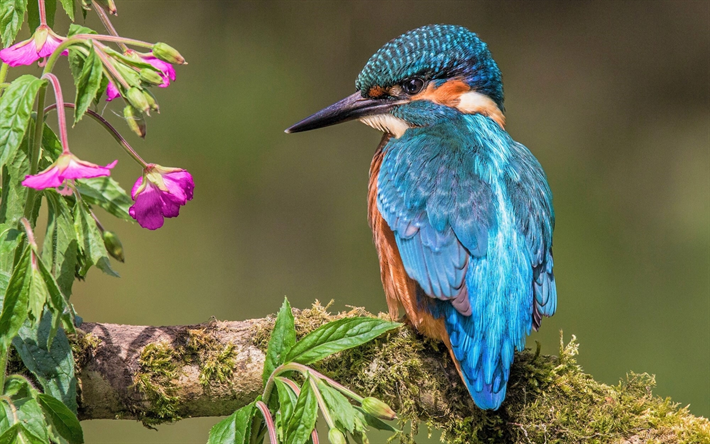 Kingfisher, blue bird, close-up, wildlife, small bird, Alcedinidae