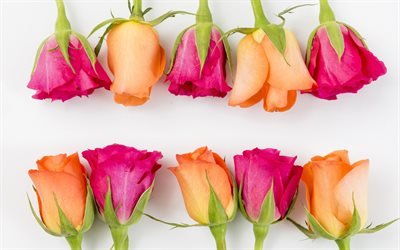 rosa rosor, knoppar, vackra blommor, orange rosor, gr&#229; bakgrund, blommig bakgrund