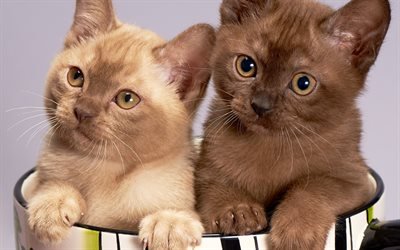 peque&#241;o, de color caf&#233; gatitos lindos animales divertidos, gatos, animales, gatitos