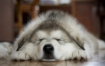 Husky, sleeping dog, pets, Siberian Husky, puppy, small Husky, dogs