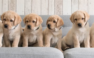 Golden retriever, small brown puppies, pets, cute animals, four puppies, a quartet, small dogs, dog breeds