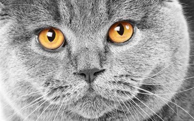 British &#224; poil court, chat, animaux de compagnie, des animaux mignons, un chat avec de grands yeux, de la race des chats domestiques
