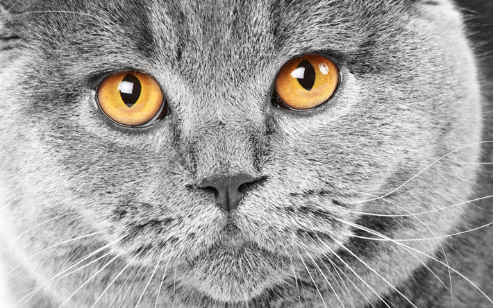 Brit&#226;nico de p&#234;lo curto gato, animais de estima&#231;&#227;o, animais fofos, um gato com olhos grandes, ra&#231;a de gatos dom&#233;sticos