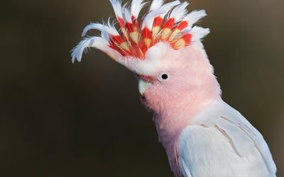 Leadbeaters kakadu, Suuret Mitchellin kakadu, pinkki papukaija, kaunis lintu, vaaleanpunainen kakadu