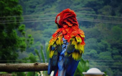 Scarlet macaw, wildlife, parrots, red parrot, close-up, Ara macao, macaw