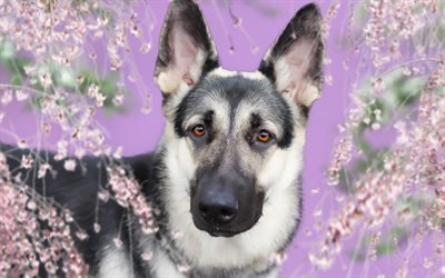 Shepherd dog, gray dog, spring, dog on pink background, pets, dog breeds