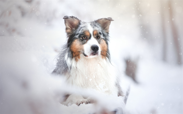 Australian Shepherd, talvi, Aussie, bokeh, lemmikit, koirat, Australian Paimenkoira, Aussie Koira