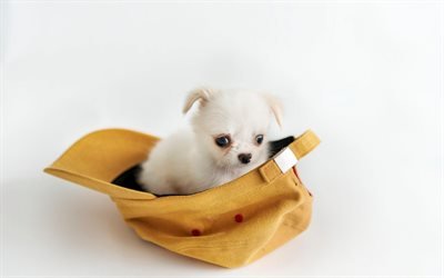 chihuahua, small white puppy, cute little animals, dogs, puppy in a cap
