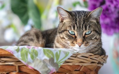 American Bobtail, blue eyes, pets, close-up, domestic cat, cute animals, cats, American Bobtail Cat