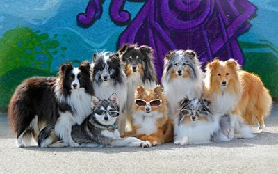 Border Collie, Cane da Pastore Australiano, Aussie, famiglia, pelosi, cani, cani di razza, carino divertente cani