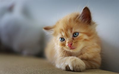 little ginger kitten, cute little cats, pets, little animals, kittens