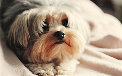Maltese Dog, close-up, shaggy dog, cute animals, pets, dogs, Maltese