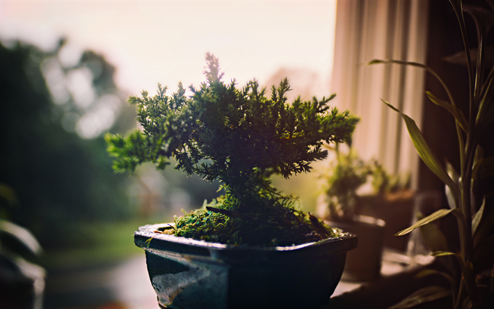 bonsai, kleiner baum, zwerg-b&#228;ume, ein baum in einem topf, pflanzen-konzepte