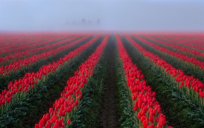 campo com tulipas, tulipas vermelhas, flores silvestres, manh&#227;, nevoeiro, Pa&#237;ses baixos, bela flor do campo, tulipas