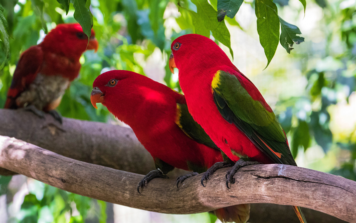 Loriinae, papagaios, p&#225;ssaros vermelhos, vermelho papagaios, aves tropicais, Sudeste Da &#193;sia