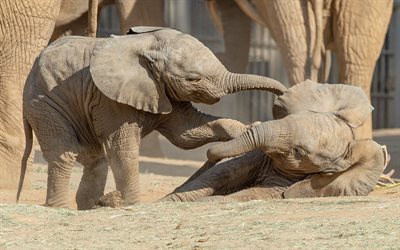 pieni norsuja, savannah, wildlife, elefantti taistelu, afrikkalainen norsu, norsuja, Afrikka, Elephantidae kuuluville el&#228;imille