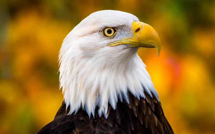L&#39;aquila calva, uccello rapace, splendidi uccelli, simbolo dell&#39;america, eagles