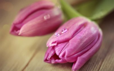 two pink tulips, bokeh, macro, dew, pink flowers, tulips, buds with dew, pink tulips