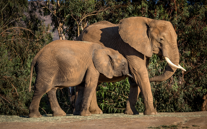 elephants, family, wildlife, africa, evening, sunset, elephant, wild animals