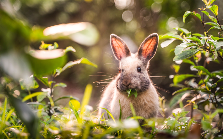 4k, kanin i skogen, bokeh, sommar, s&#246;ta djur, lilla kanin, bunny, husdjur, kaniner, s&#246;t kanin