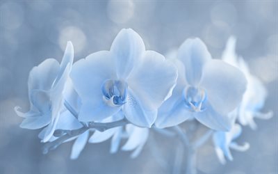 4k, blue orchid, background with orchids, blue orchid background, orchid branch, orchids, blue flowers background