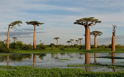 baobabs, adansonia, &#225;rbol al rev&#233;s, tarde, puesta de sol, lago, baobab, madagascar, &#225;rboles grandes