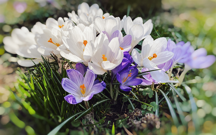 4k, des crocus, des fleurs de printemps, des crocus blancs, un bouquet de crocus, des crocus violets, un arri&#232;re-plan avec des crocus