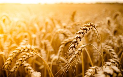 trigo maduro, espiguillas doradas, verano, macro, fondo borroso, espiguillas de trigo, pan, conceptos de agricultura, trigo, espiguillas