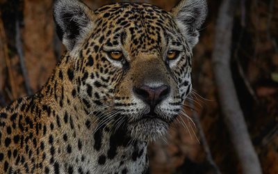 jaguar, rovdjur, vilda djur, vildkatt, jaguaransikte, lugn jaguar
