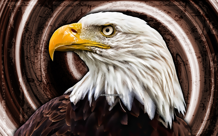 Amazing Eagle 4K Wallpaper  3840 x 2160 px  4K
