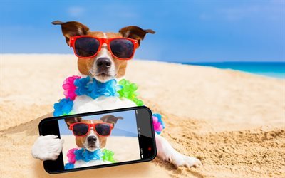 Dog, Jack Russell Terrier, travel, selfie, tourism concepts, hunting dog