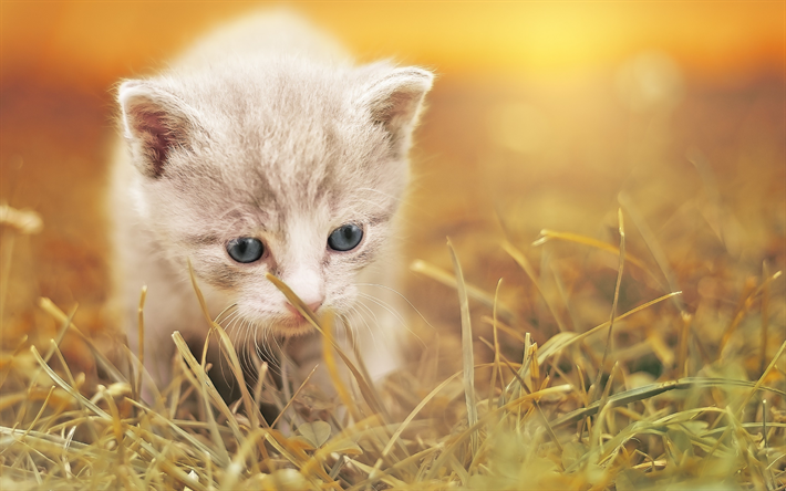 Pequeno fofo gatinho, animais fofos, outono, gatinho branco, gato