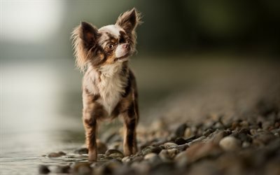 Chihuahua, small dog, cute animals, pets, dogs, Lake, shore