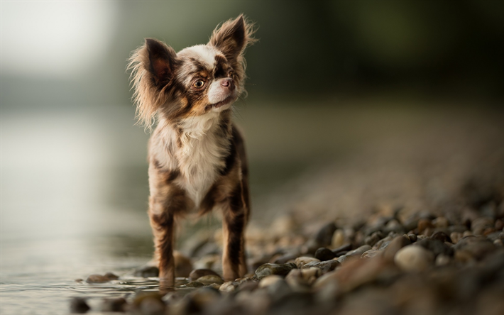 Chihuahua, c&#227;o de pequeno porte, animais fofos, animais de estima&#231;&#227;o, cachorros, Lago, costa