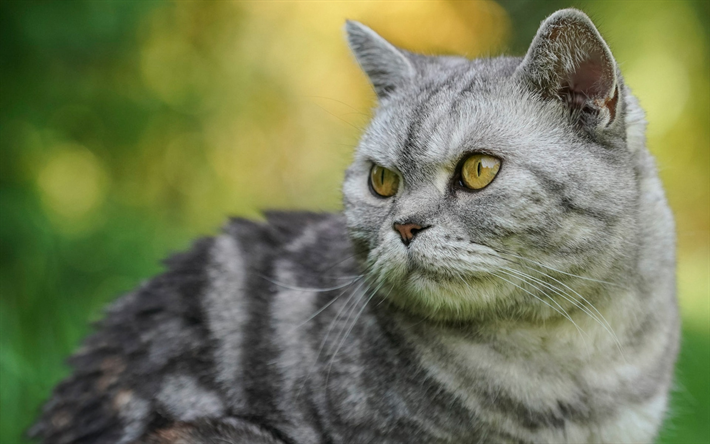 angry cat, gray big cat, british shorthair cat, pets