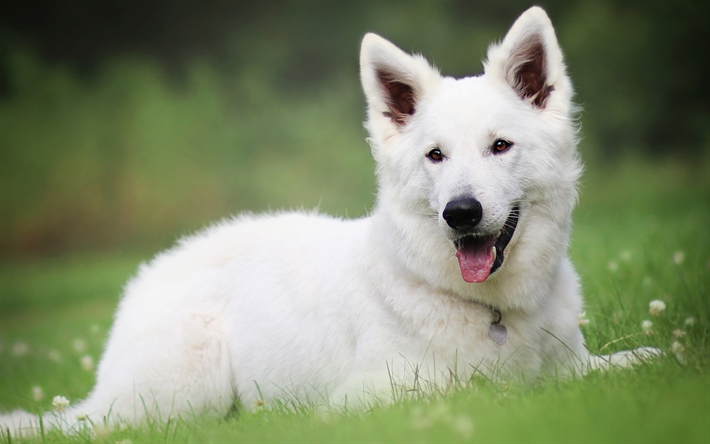 Swiss Shepherd Dog, valkoinen iso koira, lemmikit, koiran vihre&#228; ruoho, kentt&#228;