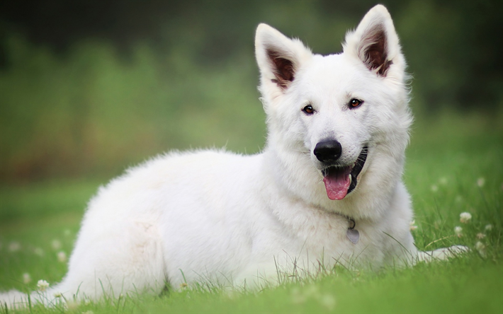 Su&#237;&#231;a C&#227;o De Pastor, c&#227;o grande branco, animais de estima&#231;&#227;o, cachorro na grama verde, campo