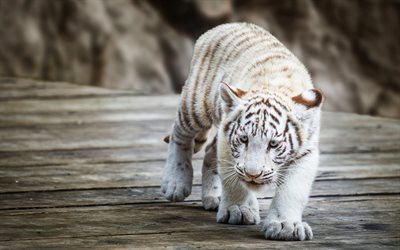 white tiger cub, lilla tiger, rovdjur, farliga djur, tigrar