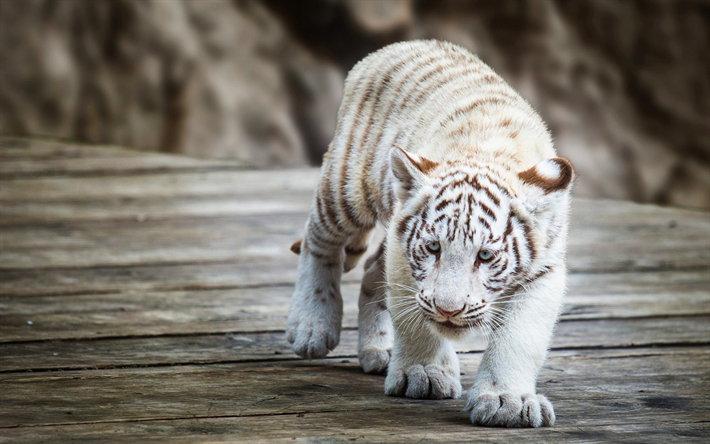 valkoinen tiikeri, pieni tiikeri, predator, vaarallisia el&#228;imi&#228;, tiikerit