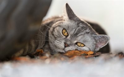 British short-haired cat, lazy cat, cute animals, gray cat, autumn, dry leaves