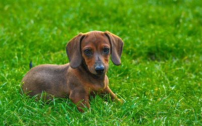 Dachshund, grama verde, animais de estima&#231;&#227;o, cachorros, filhote de cachorro, brown dachshund, bokeh, animais fofos, Dachshund C&#227;o