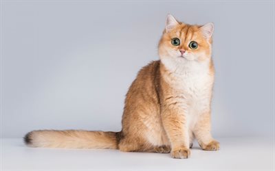 El jengibre Brit&#225;nico cat, el gato con grandes ojos verdes, simp&#225;ticos animales, gato Brit&#225;nico de pelo corto, gatos divertidos