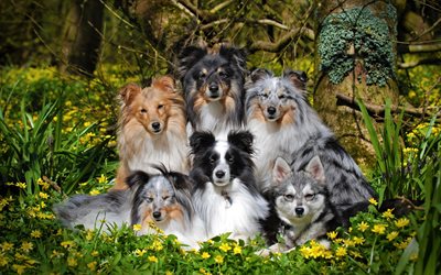 shetland sheepdog, familie, sheltie-h&#252;ndchen, haustiere, shetland collie, hunde, hund shetland sheepdog