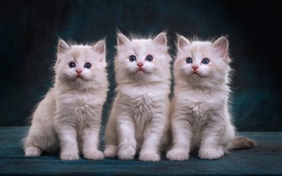 three fluffy kittens, white fluffy little cats, ragdoll kittens, cute animals, pets, ragdoll